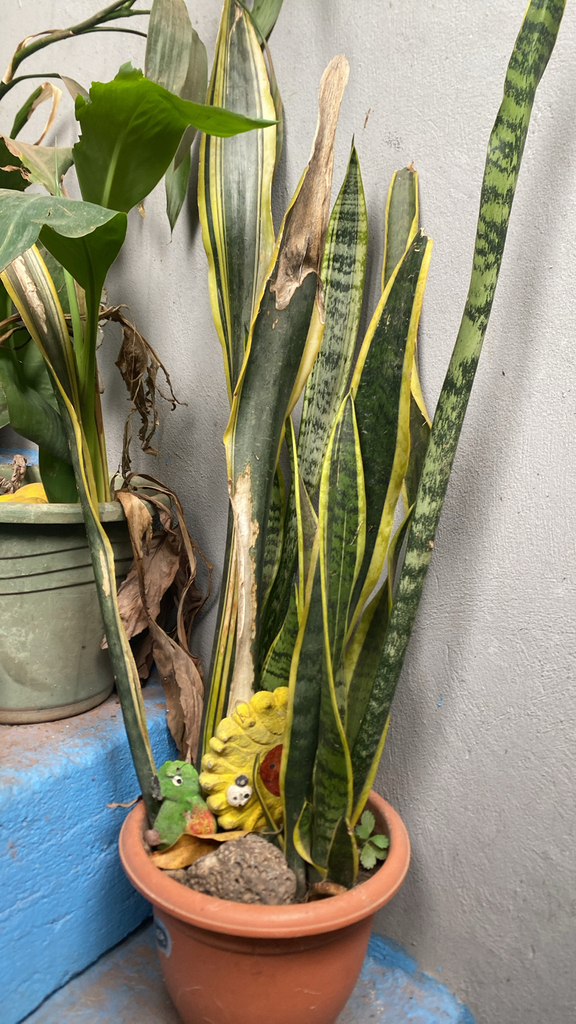 Snake Plant