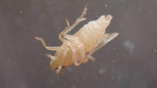 Kelisia punctulum, 2026-03-01