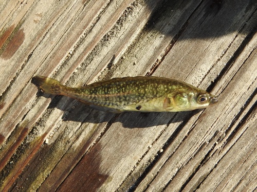Brook Stickleback