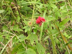 Hibiscus uncinellus