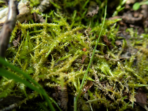 Acrocladium auriculatum observed 2026-02-22