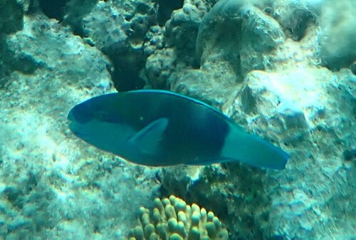 Chlorurus sordidus