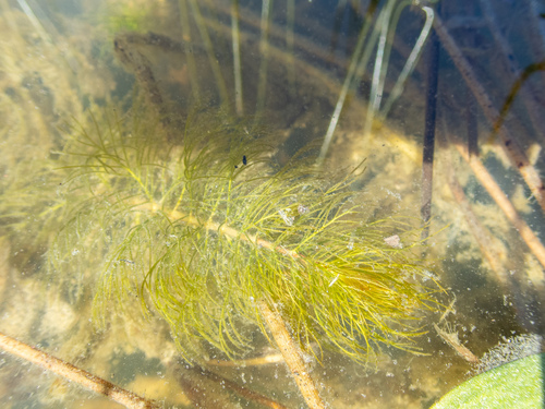 Myriophyllum quitense, 2026-02-22