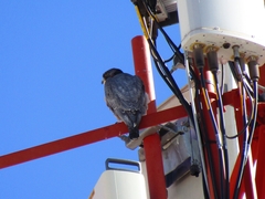 Falco peregrinus