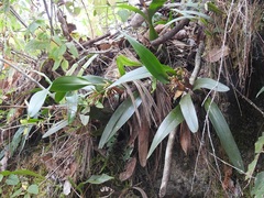Maxillaria densa