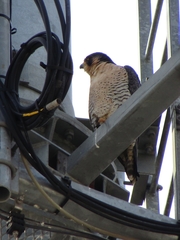 Falco peregrinus