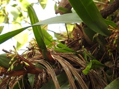 Maxillaria densa