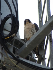 Falco peregrinus