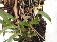 Rhynchostele stellata