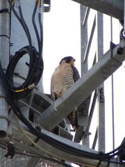 Falco peregrinus