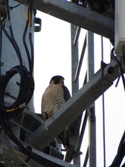 Falco peregrinus