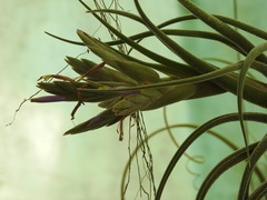 Tillandsia seleriana