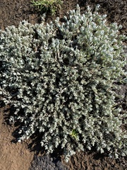 Atriplex watsonii