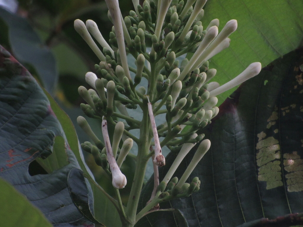 Isertia laevis