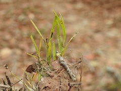 Scaphyglottis fasciculata