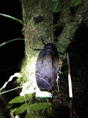 Megaloblatta blaberoides