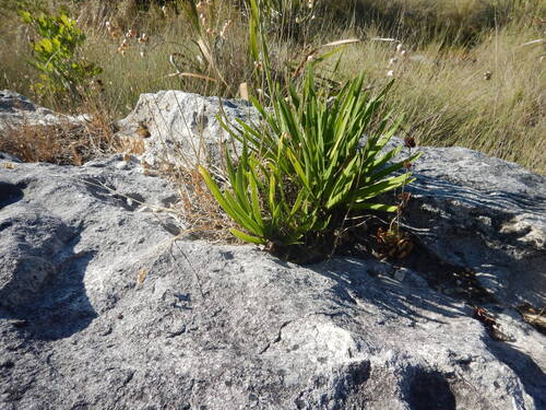 Agapanthus africanus, photograph 4