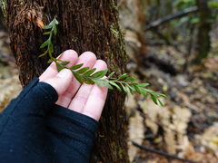 Tmesipteris tannensis