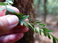 Tmesipteris tannensis