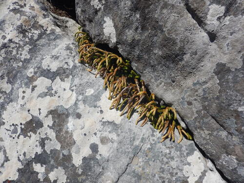 Pendant Firmoss (Phlegmariurus gnidioides)