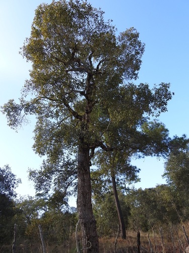 Quercus acutifolia, photograph 6