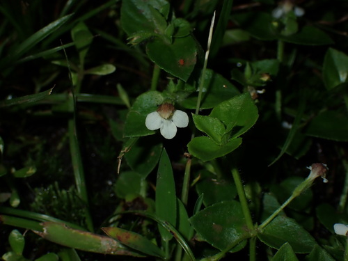 Tiny Slitwort (Yamazakia pusilla)