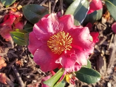 Camellia