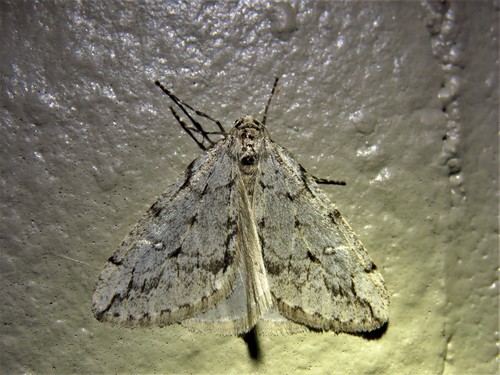White-spotted Cankerworm Moth photo 4