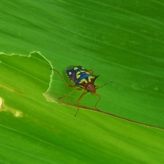 Oebalus poecilus
