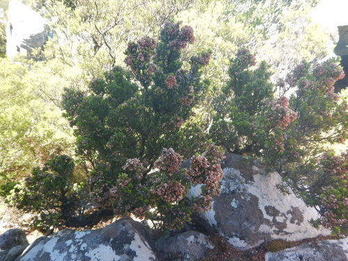 Table Mountain Bunch Heath (Erica caterviflora)
