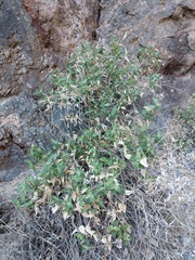 Bahiopsis reticulata