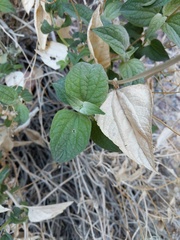 Bahiopsis reticulata