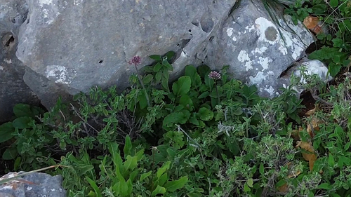 Italian Valerian (Valeriana italica)