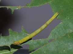 Thalassodes intaminata