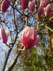 Magnolia