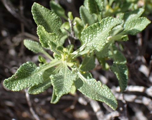 Mojave sage (Salvia mohavensis)
