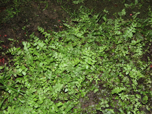 Riverine Scrambler (Ampelopteris prolifera)