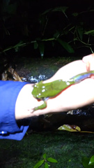 Smilisca cyanosticta