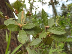 Quercus elliptica