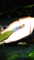 Smilisca cyanosticta