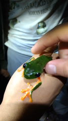 Agalychnis moreletii