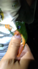 Agalychnis moreletii