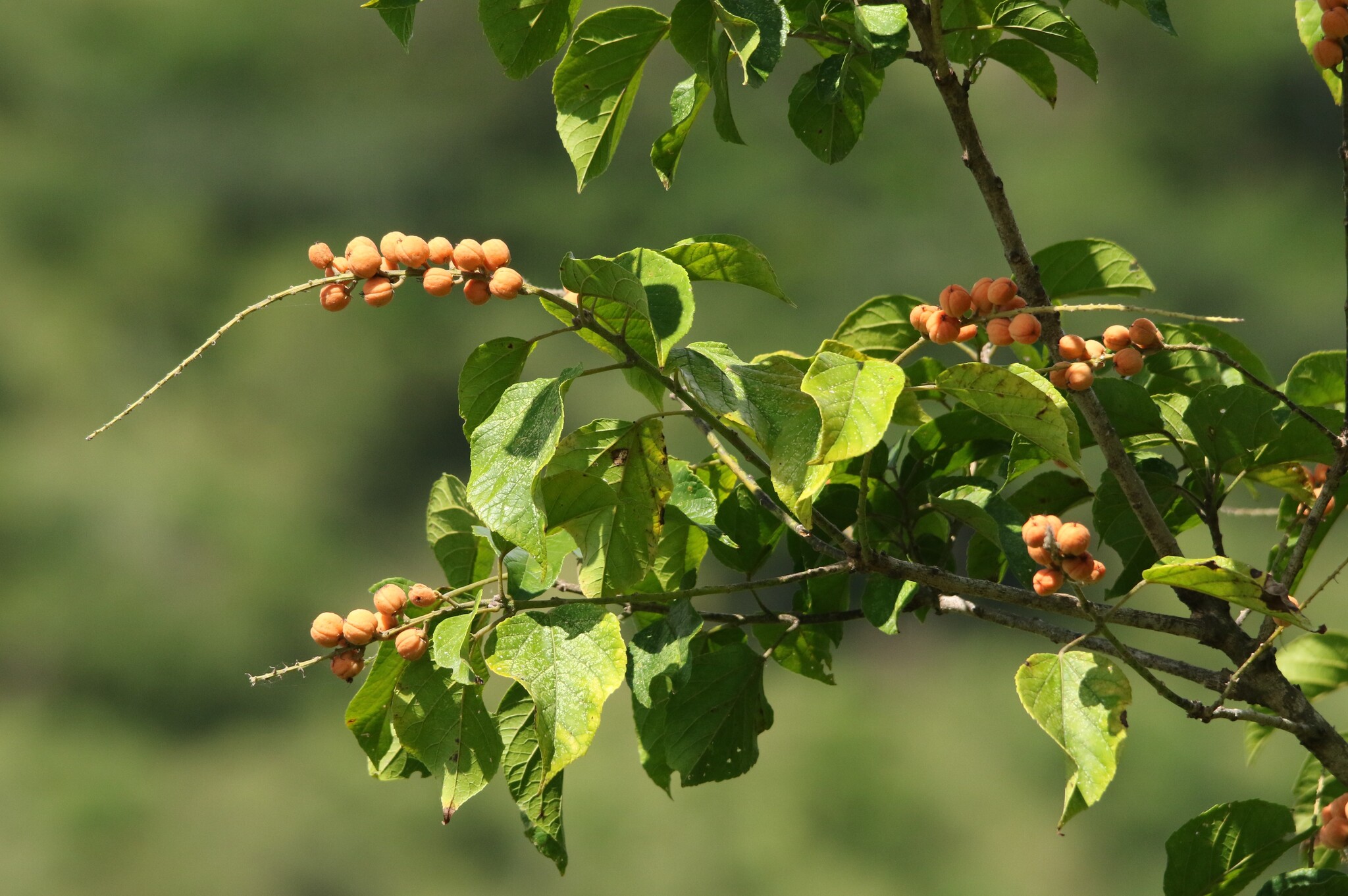 Imagem de Croton sylvaticus