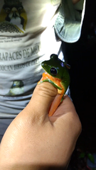 Agalychnis moreletii