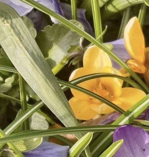 Dutch Yellow Crocus (Crocus ×)