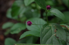 Gomphrena globosa
