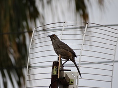 Toxostoma curvirostre