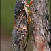 Chicharra Príncipe Negro - Photo (c) David Midgley, algunos derechos reservados (CC BY-NC-ND)