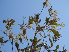 Quercus peduncularis