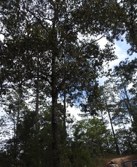 Quercus scytophylla